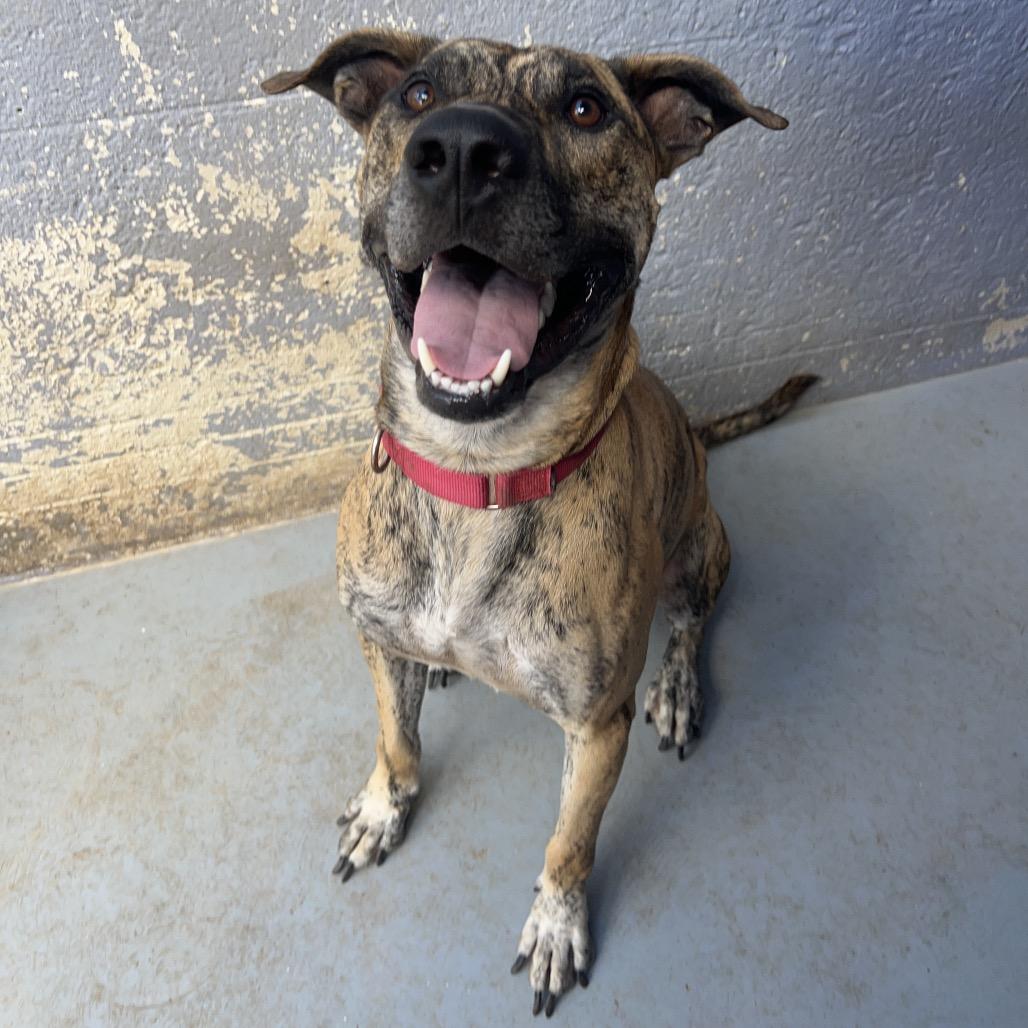 Enlarge SHERE KHAN, a Adoptable mixed breed in Kyle, TX image 6/6