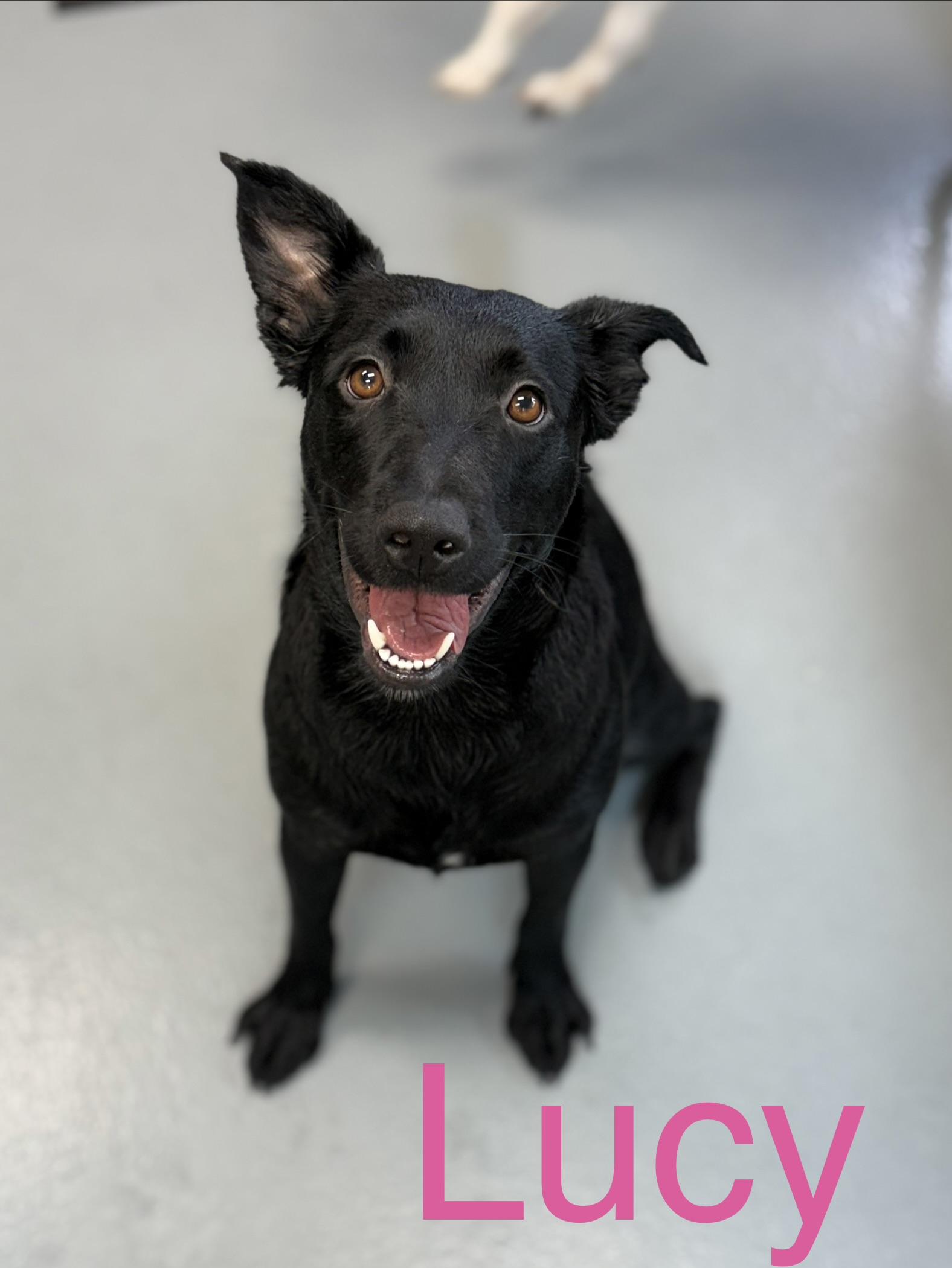 Lucy, a ADOPTABLE mixed breed in Zimmerman, MN image 1/6