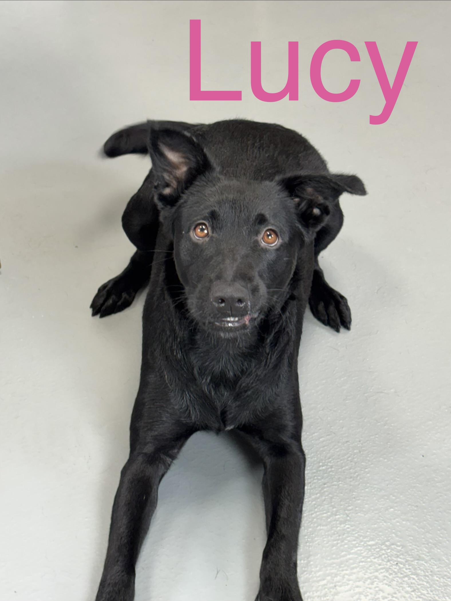 Lucy, a ADOPTABLE mixed breed in Zimmerman, MN image 2/6