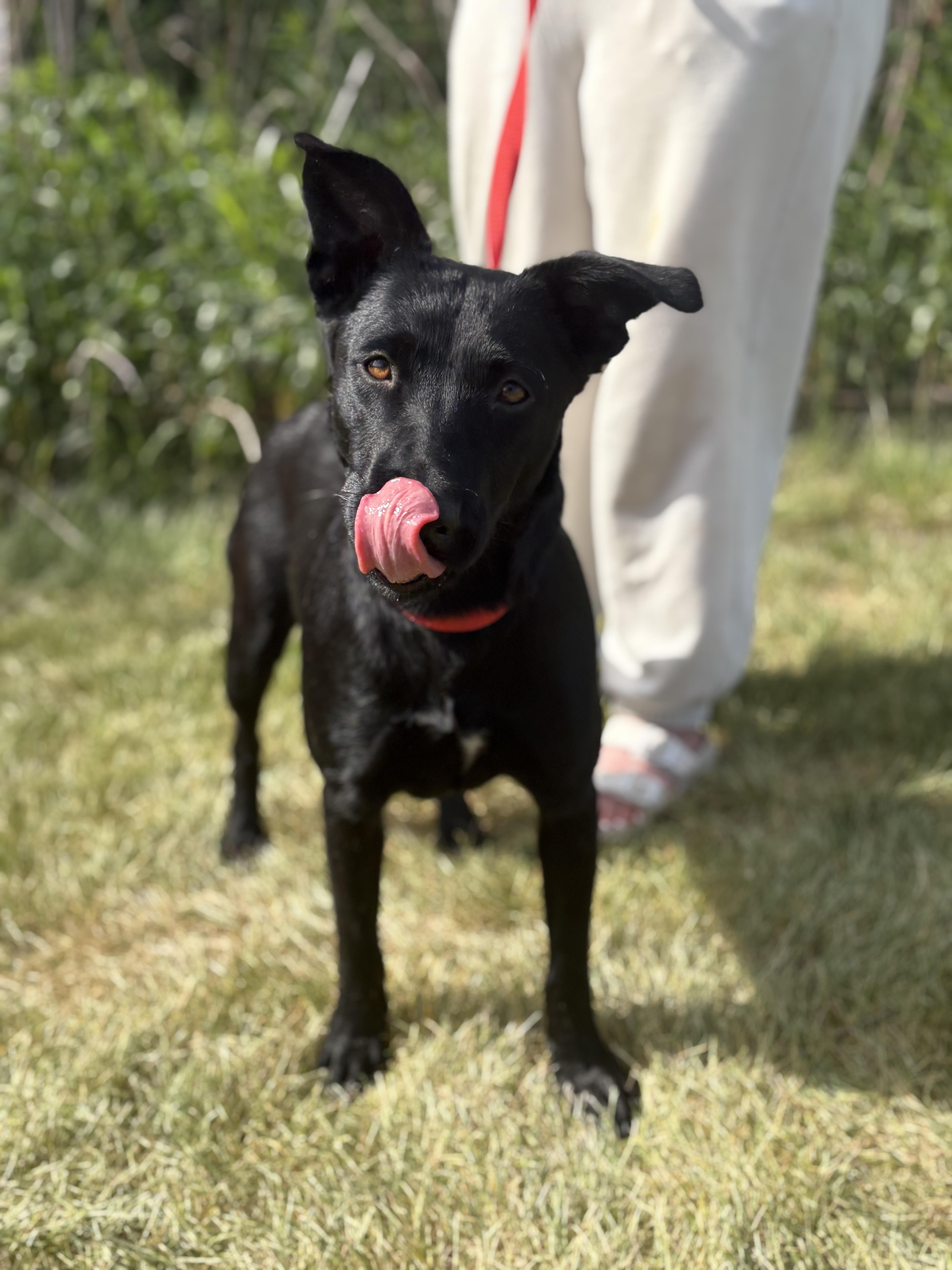 Lucy, a ADOPTABLE mixed breed in Zimmerman, MN image 4/6