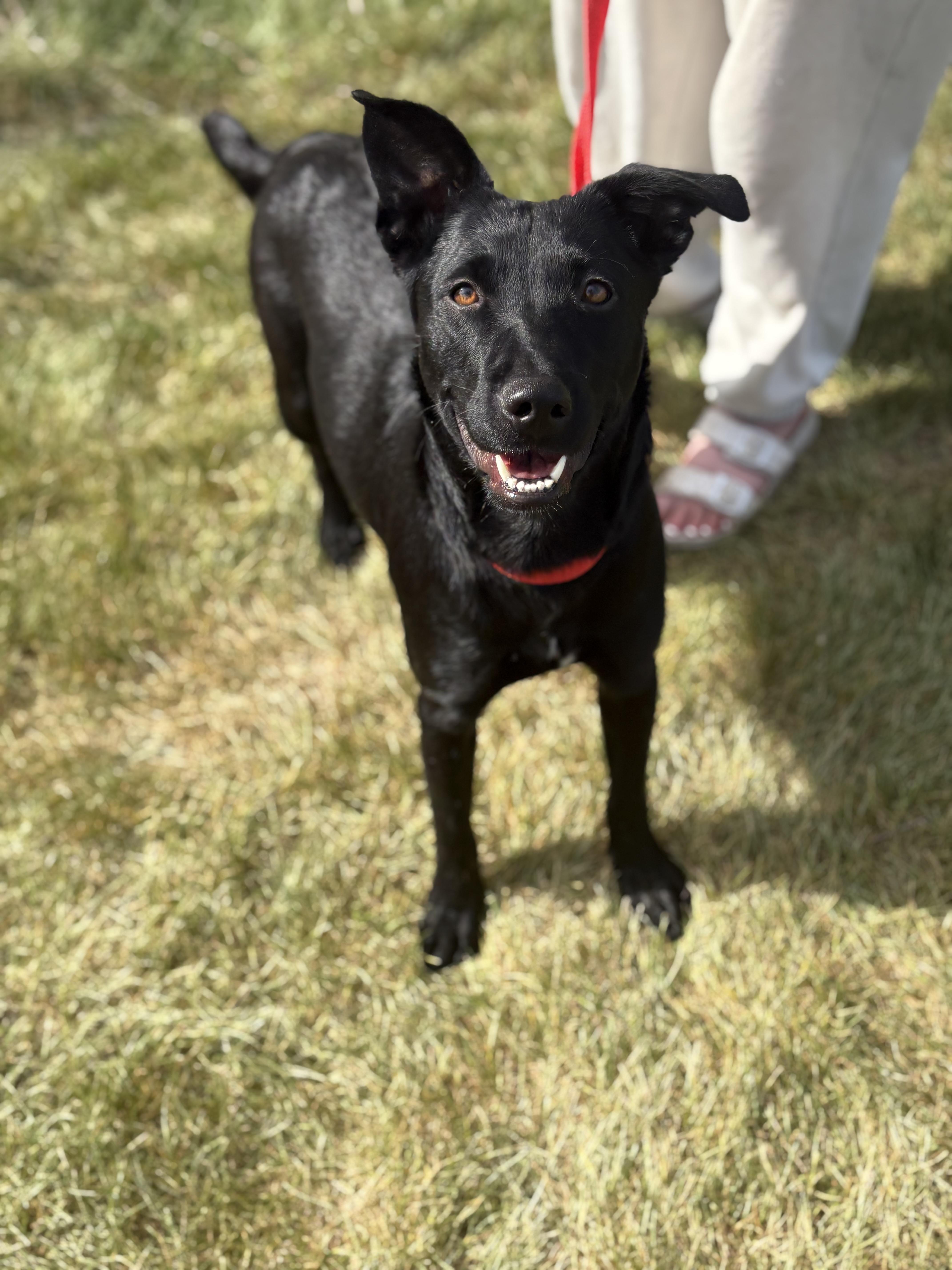 Lucy, a ADOPTABLE mixed breed in Zimmerman, MN image 3/6
