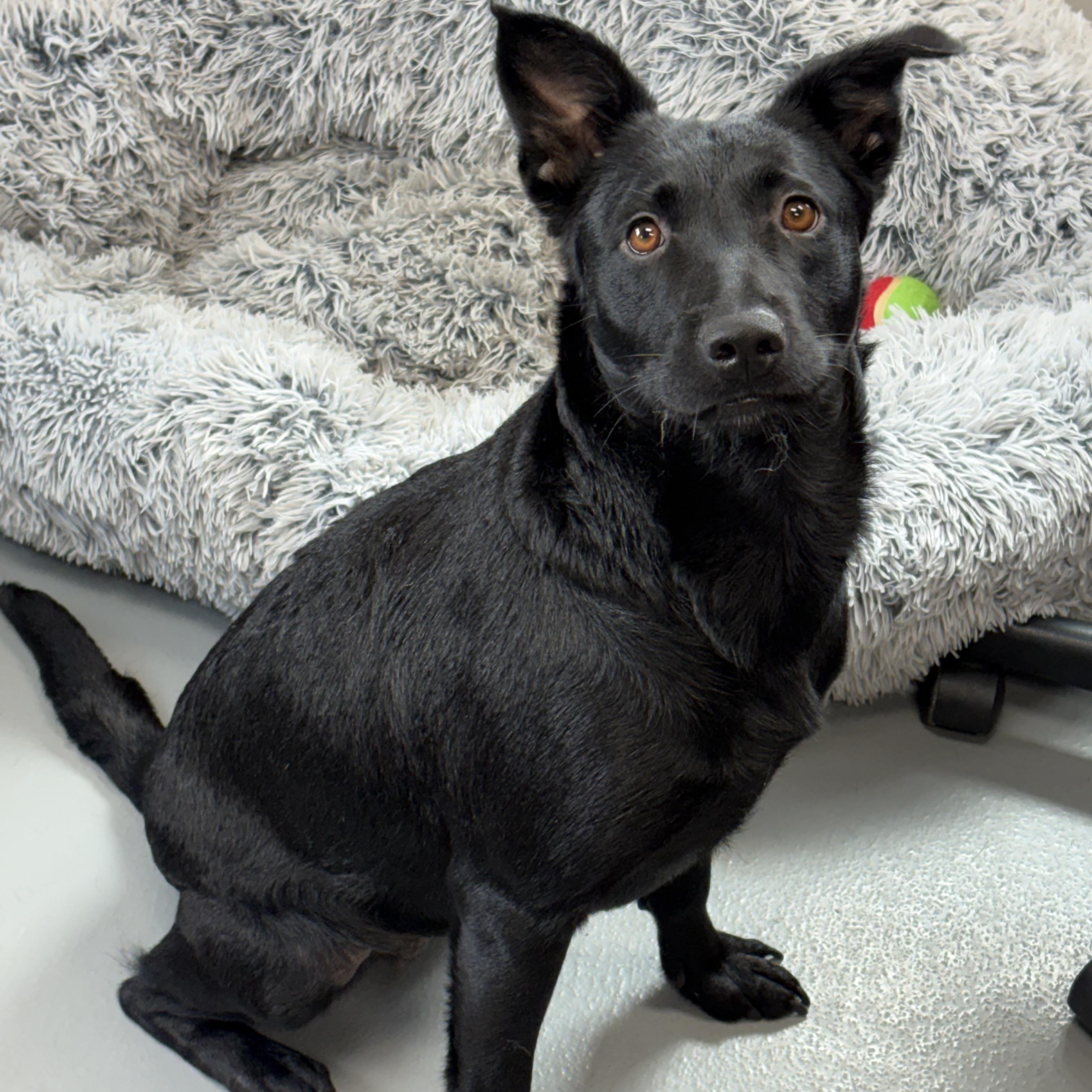 Lucy, a ADOPTABLE mixed breed in Zimmerman, MN image 6/6