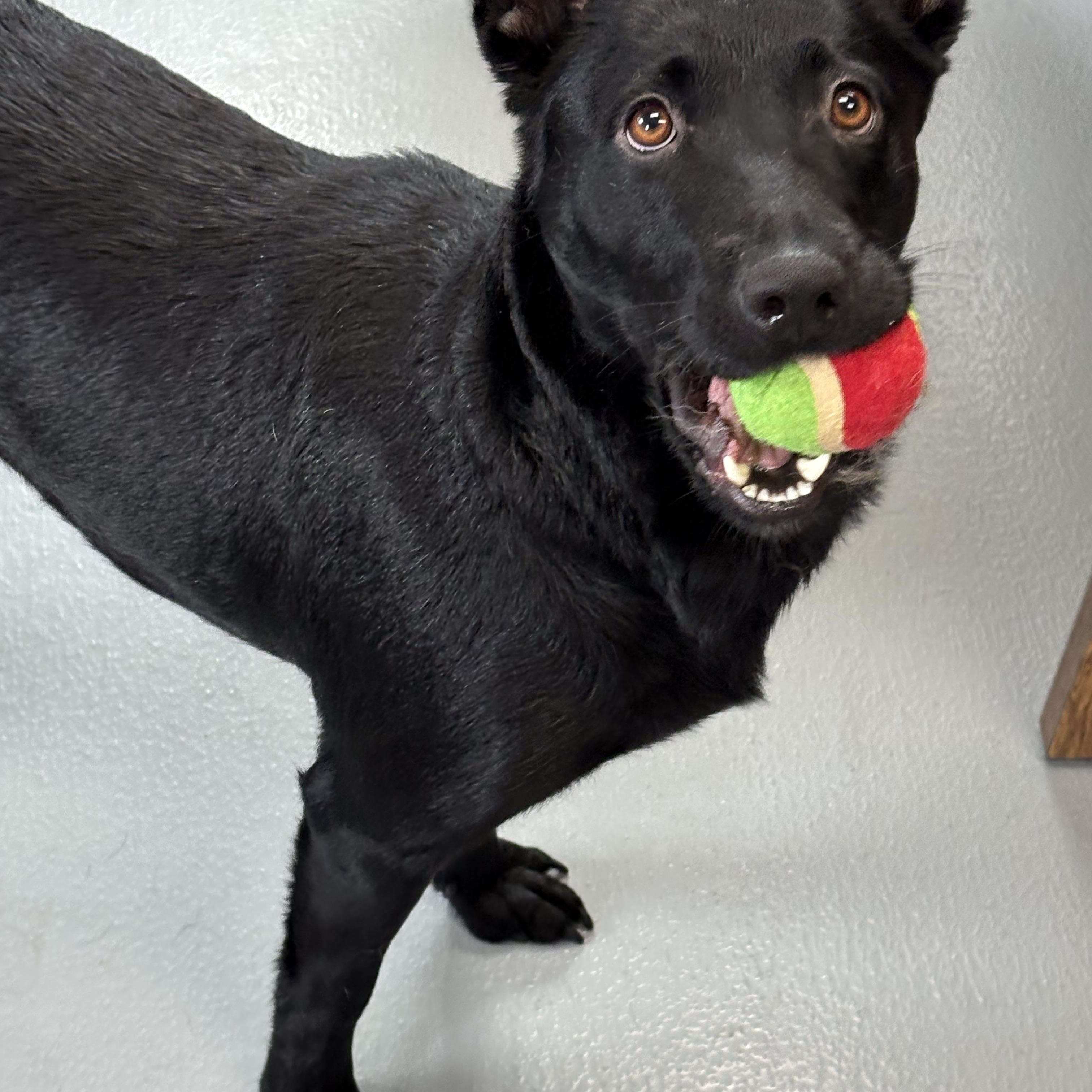 Lucy, a ADOPTABLE mixed breed in Zimmerman, MN image 5/6