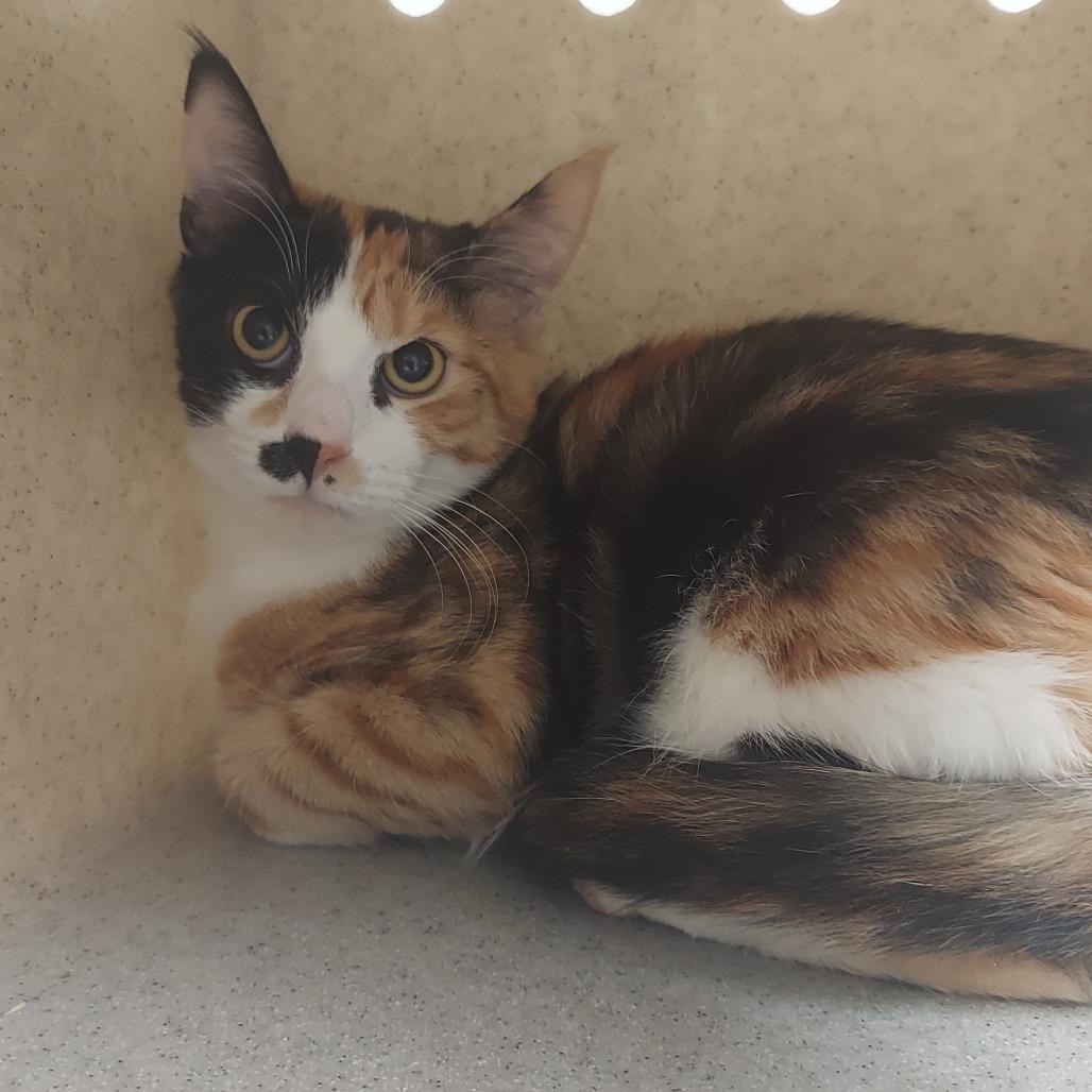 Louisa, Adoptable, Young Female Domestic Short Hair.