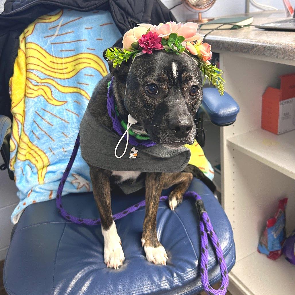 Lulu, Adoptable, Adult Female Mixed Breed.