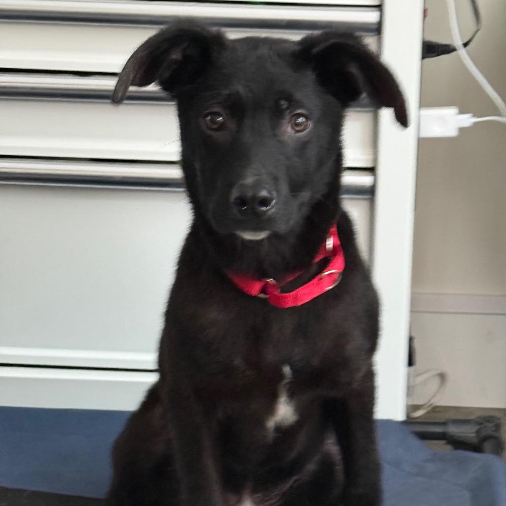 Theodore, Adoptable, Young Male Mixed Breed.