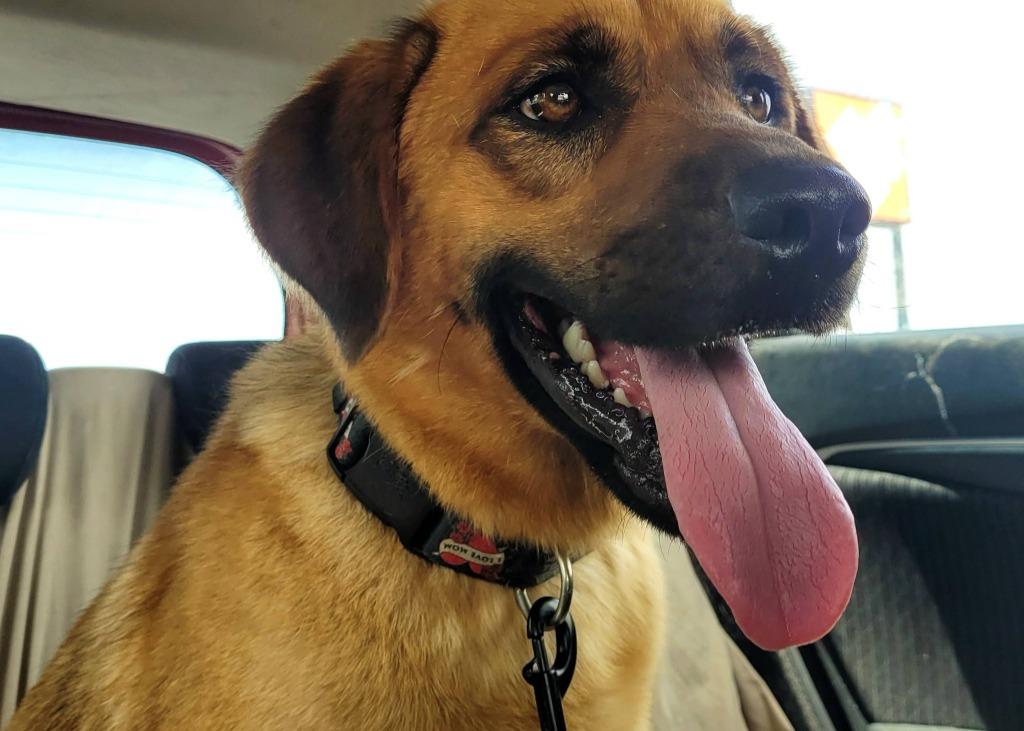 BANJO, Adoptable, Young Male Mixed Breed.
