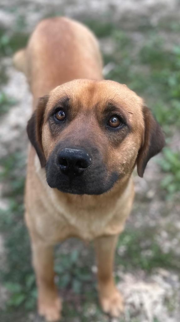 Enlarge BANJO, a Adoptable mixed breed in Rome, GA image 2/3