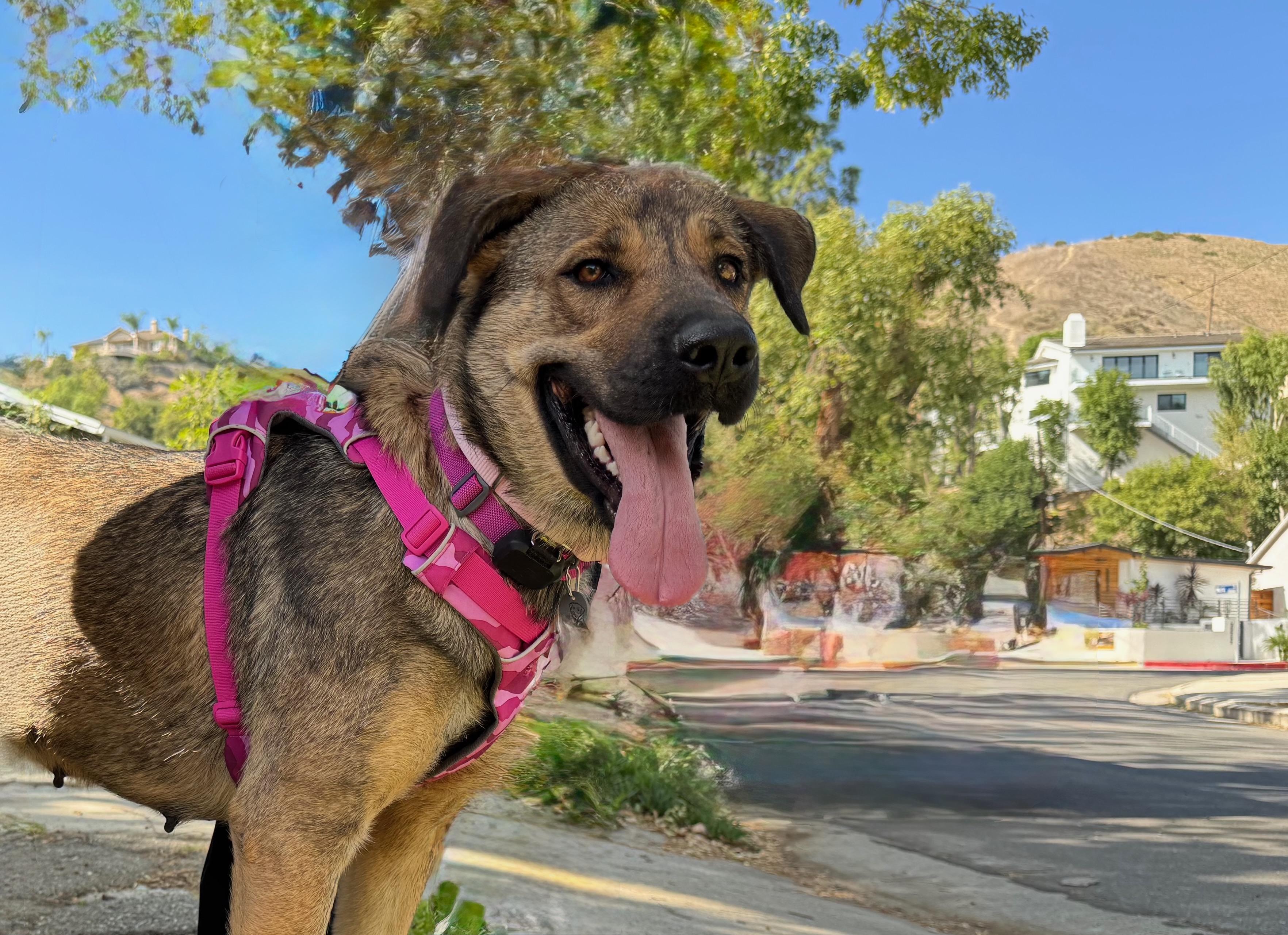 Enlarge GIGI, a Adoptable mixed breed in Thousand Oaks, CA image 2/5