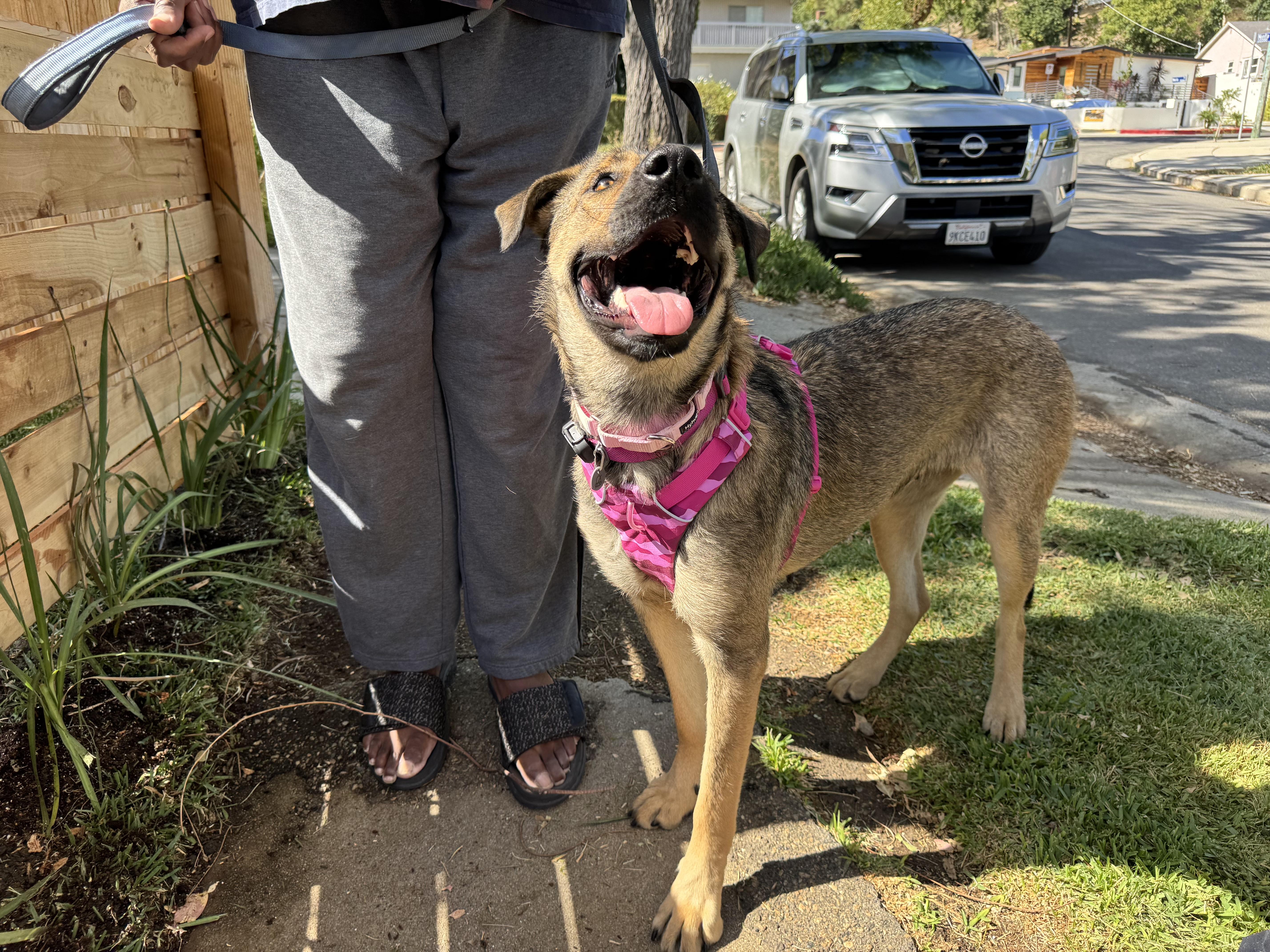 Enlarge GIGI, a Adoptable mixed breed in Thousand Oaks, CA image 3/5