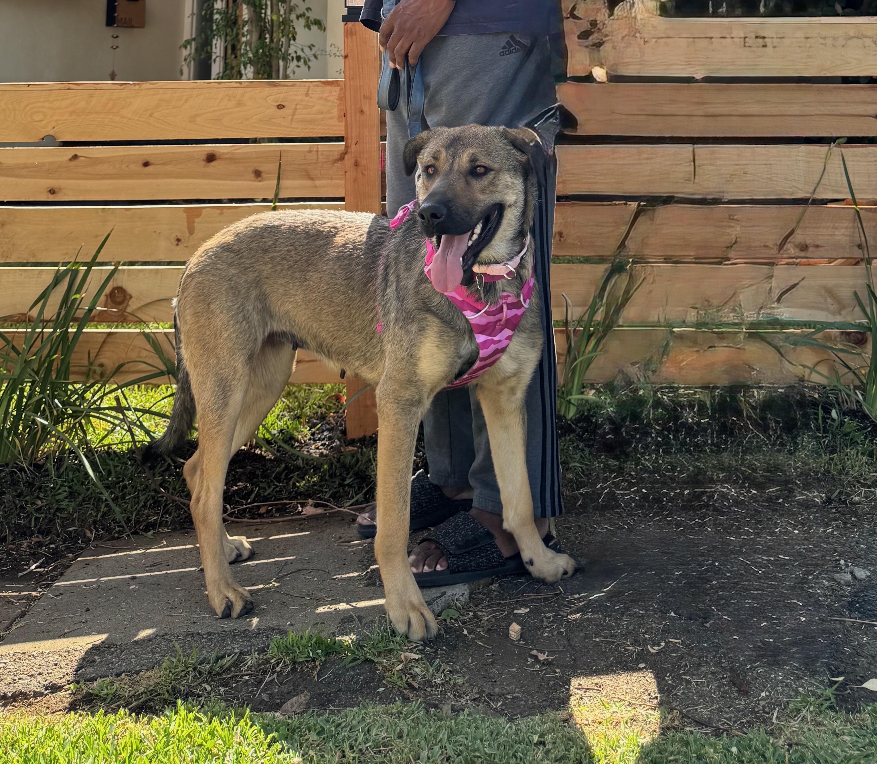 Enlarge GIGI, a Adoptable mixed breed in Thousand Oaks, CA image 1/5