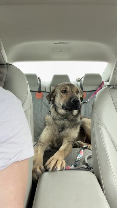 Enlarge GIGI, a Adoptable mixed breed in Thousand Oaks, CA video 4/5