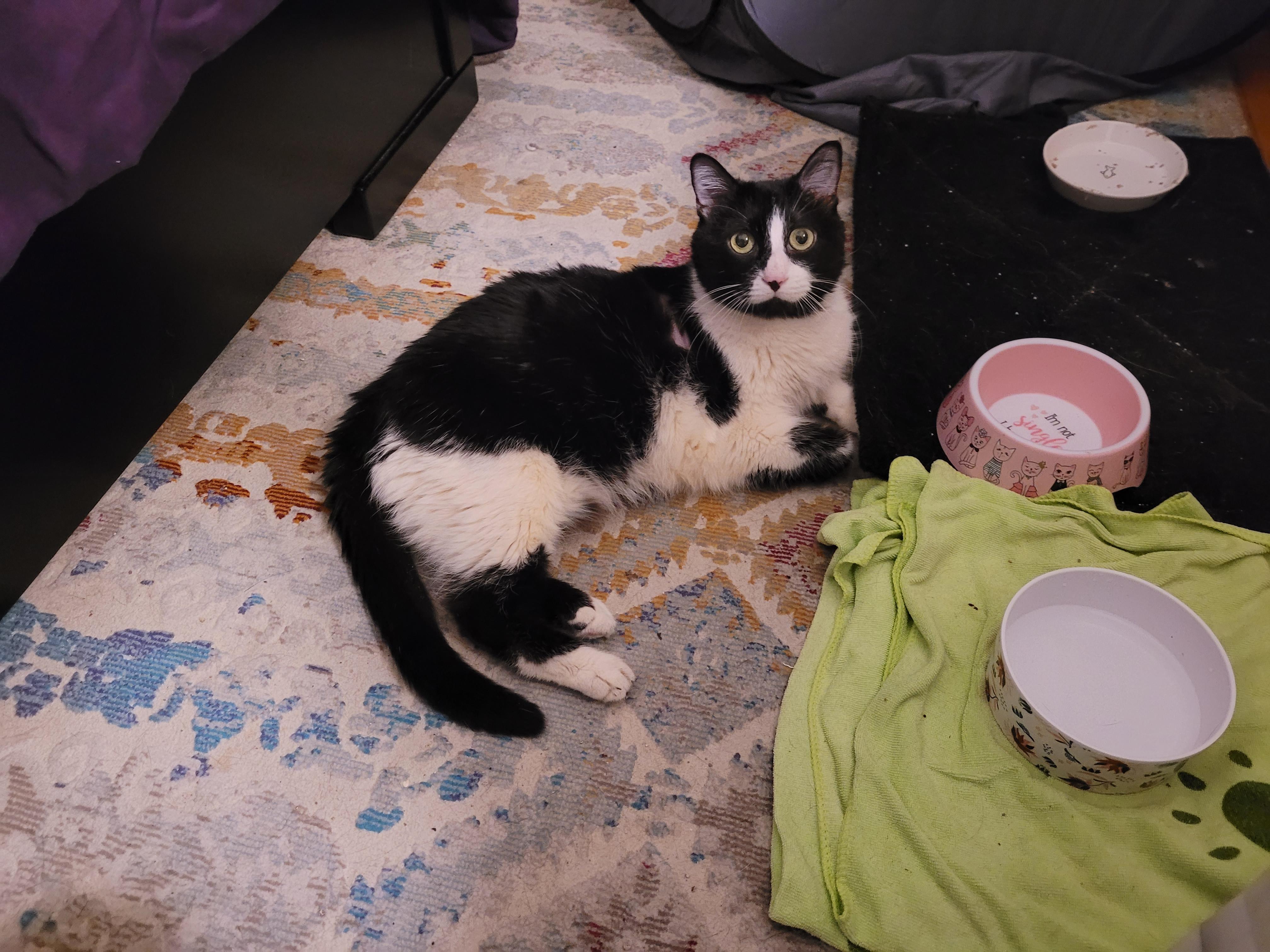 Odette (special needs) photo 2