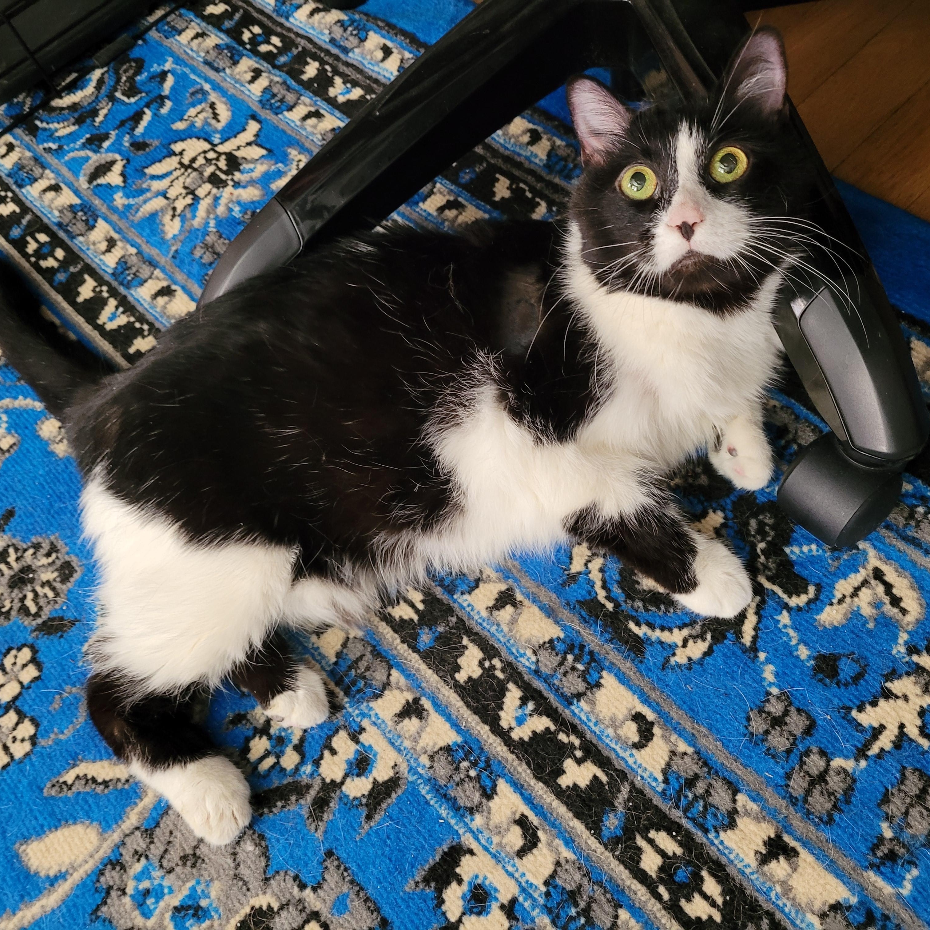 Odette (special needs), Adult Female Domestic Short Hair