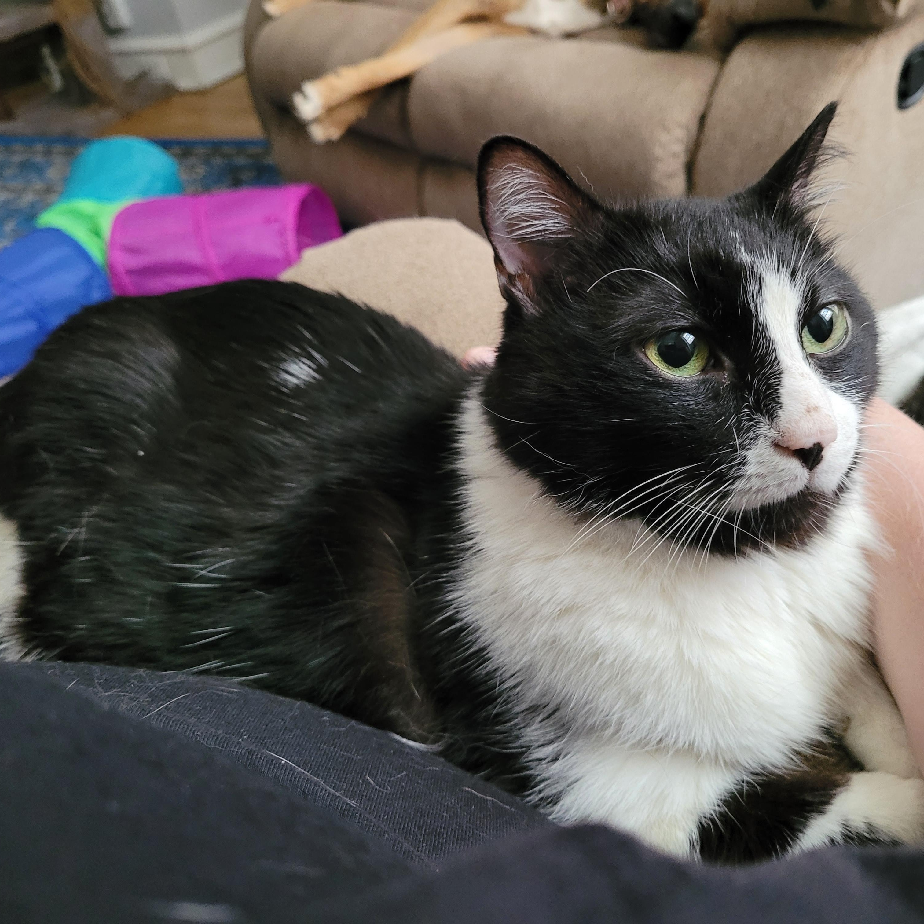 Odette (special needs) photo 4