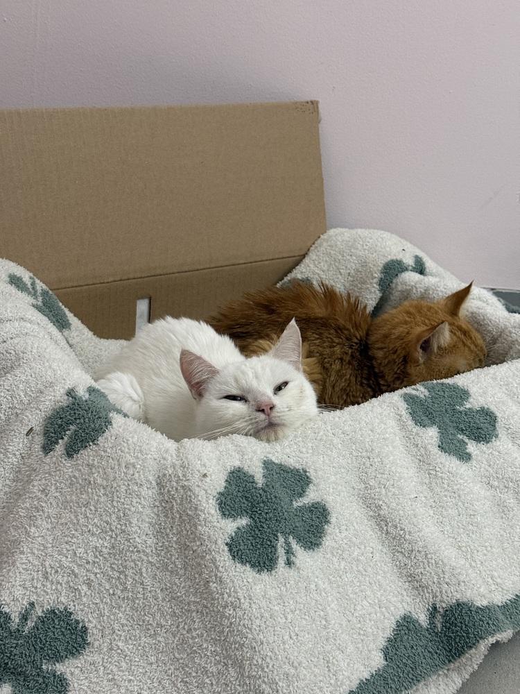 Enlarge Giyu, a Adopted Domestic Short Hair in Virginia Beach, VA image 1/2