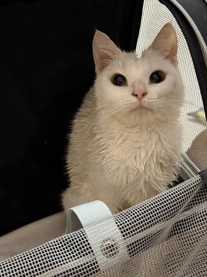 Enlarge Giyu, a Adopted Domestic Short Hair in Virginia Beach, VA image 2/2