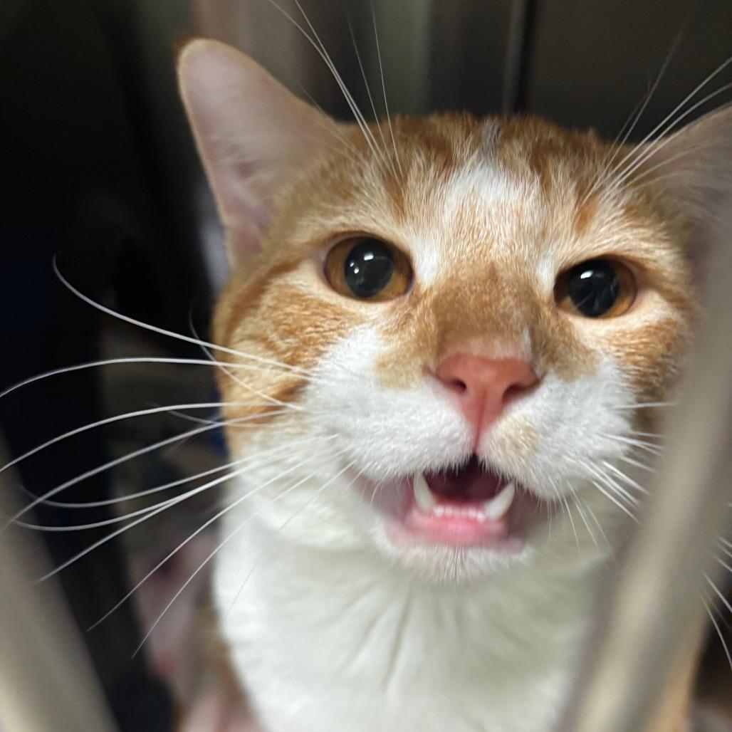 Ozzy, Adoptable, Young Male Domestic Short Hair.