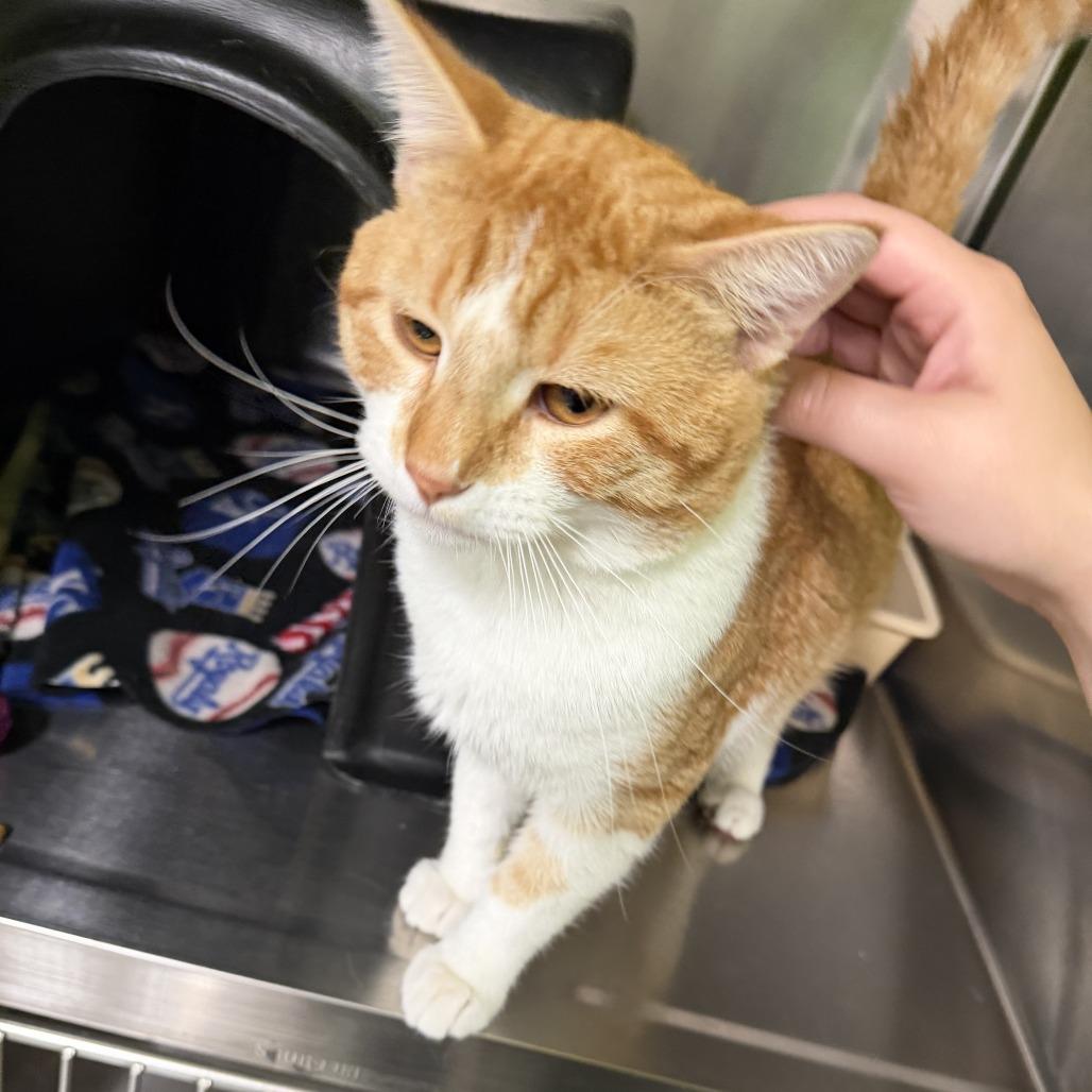 Ozzy, a Adoptable Domestic Short Hair in Brookfield, MO image 2/2