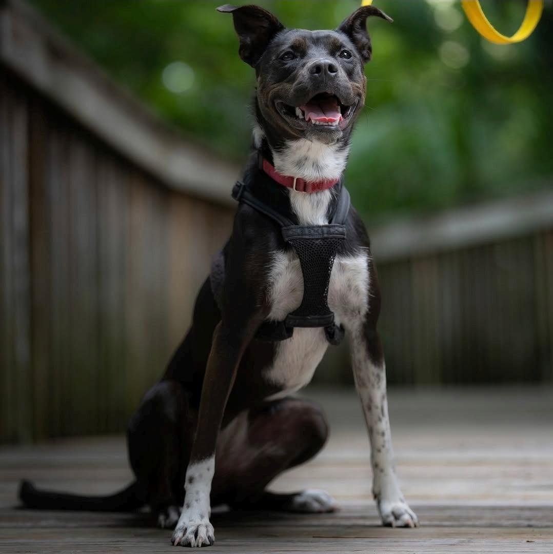 Snuffles, Adoptable, Adult Female Pit Bull Terrier & Chow Chow.