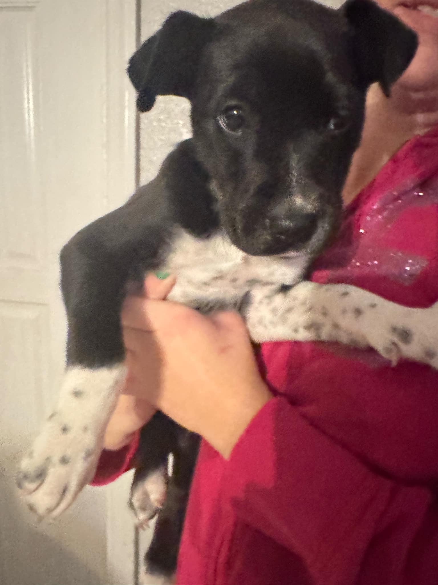 Snuffles, a Adoptable mixed breed in Loxahatchee, FL image 3/3