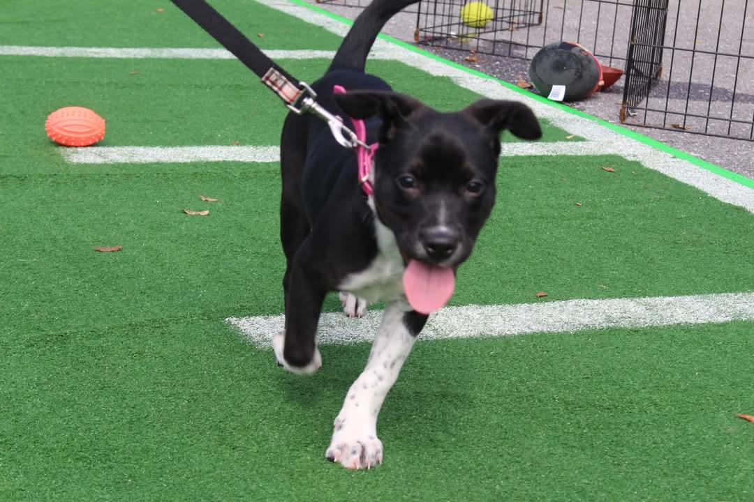 Snuffles, a Adoptable mixed breed in Loxahatchee, FL image 2/3