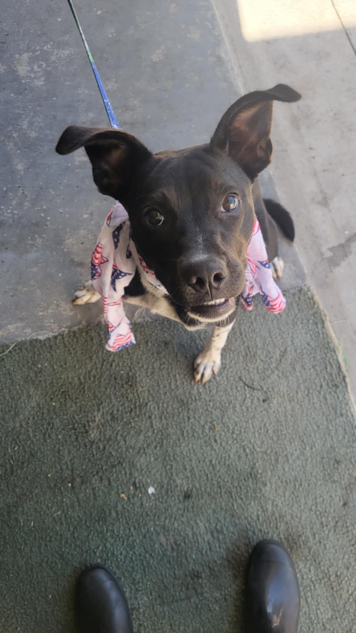 Snuffles, a Adoptable mixed breed in Loxahatchee, FL image 1/3