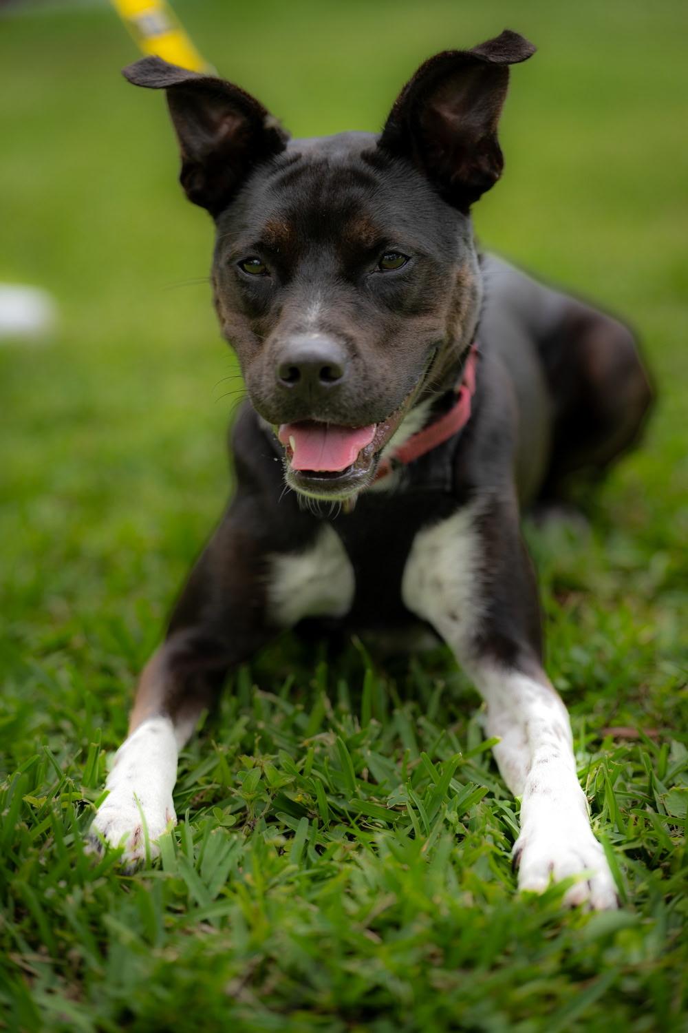 Snuffles, a Adoptable mixed breed in Loxahatchee, FL image 2/4