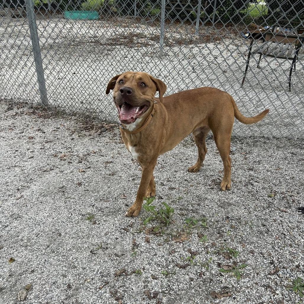 Enlarge Tanner, a Adoptable mixed breed in Windsor, VA image 1/4