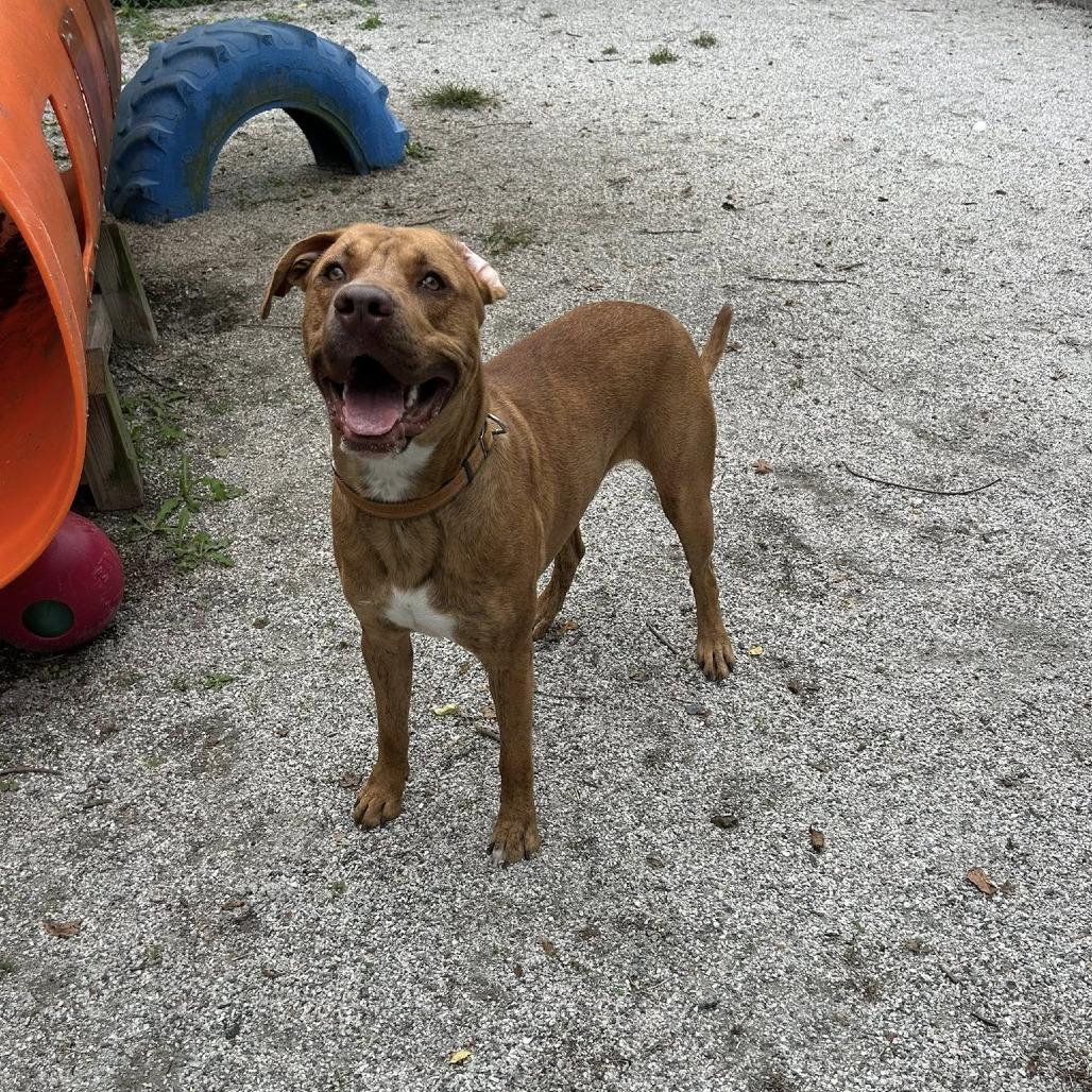 Enlarge Tanner, a Adoptable mixed breed in Windsor, VA image 2/4