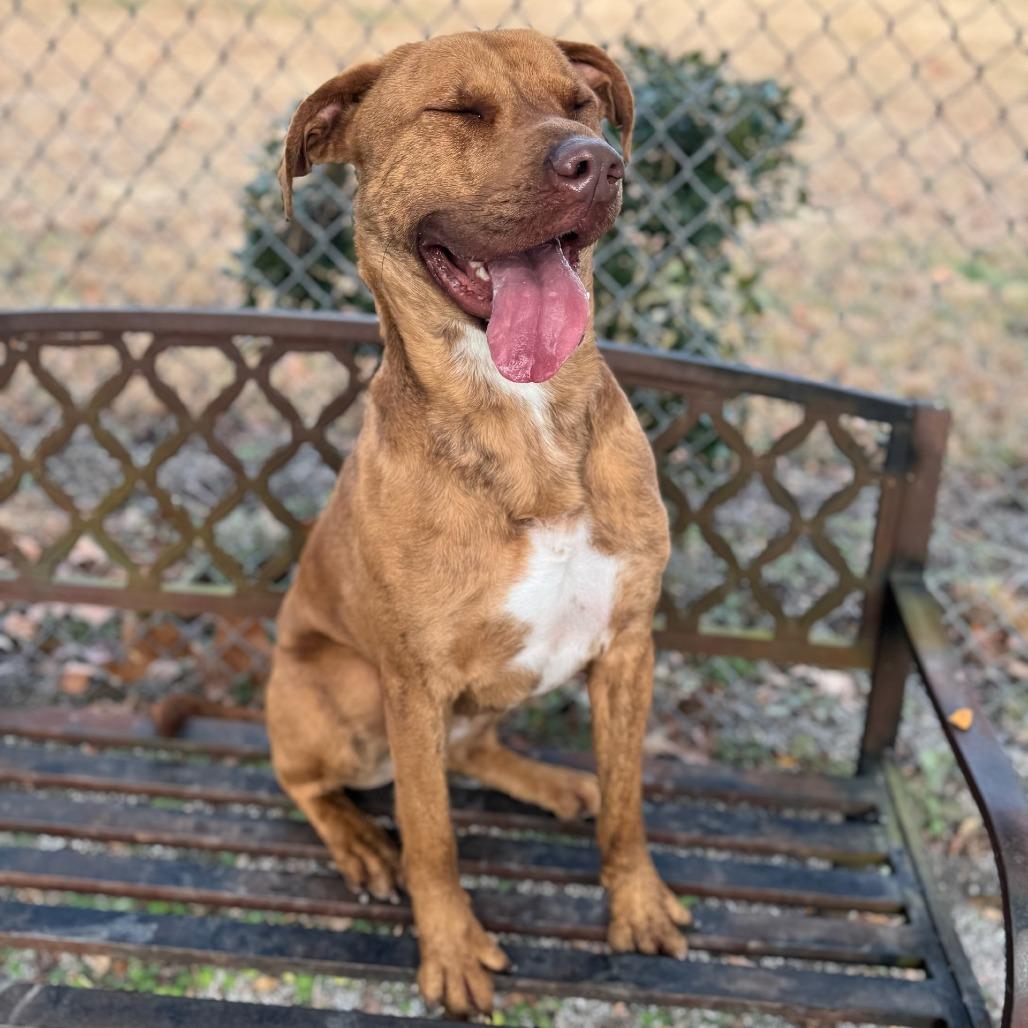 Enlarge Tanner, a Adoptable mixed breed in Windsor, VA image 3/4