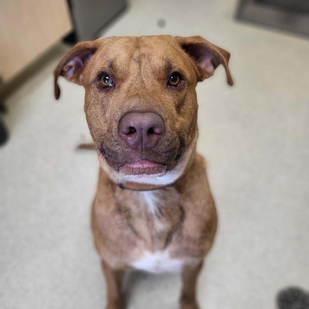 Enlarge Tanner, a Adoptable mixed breed in Windsor, VA image 4/4