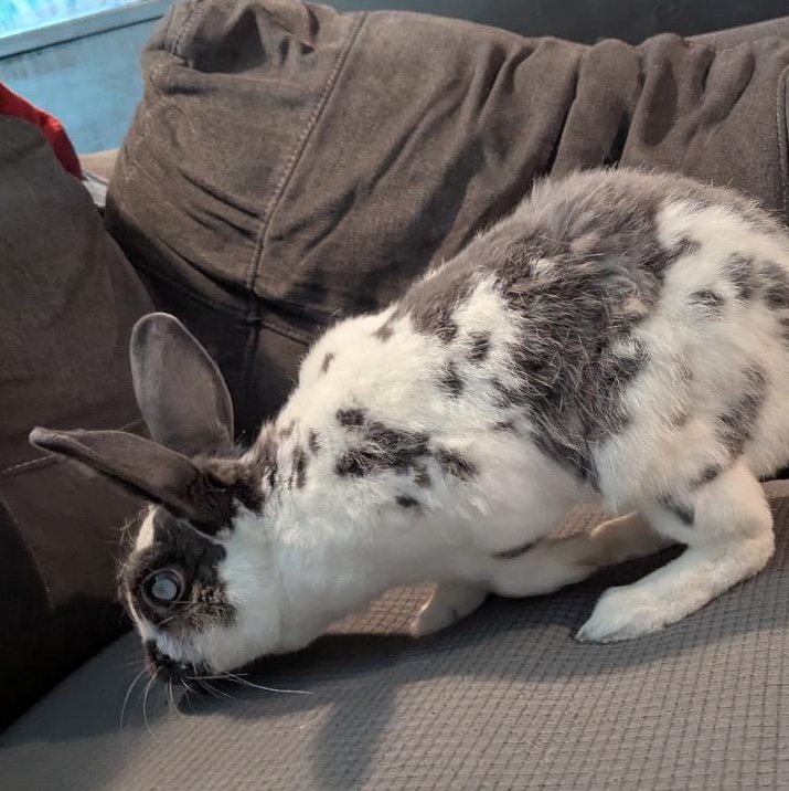 Enlarge Ridori, a Adoptable English Spot in Pittsburgh, PA image 2/6