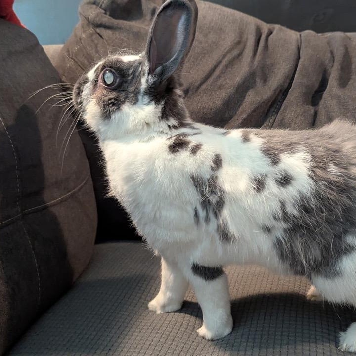 Enlarge Ridori, a Adoptable English Spot in Pittsburgh, PA image 3/6