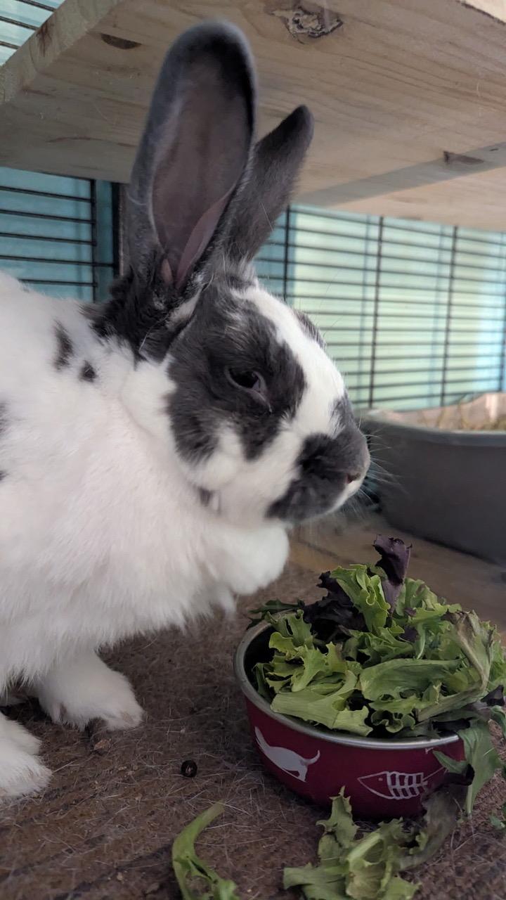 Ridori, Adoptable, Adult Female English Spot.