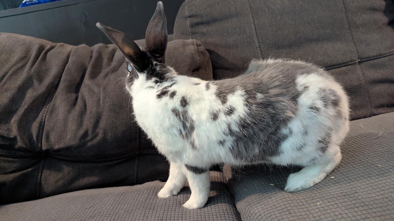 Enlarge Ridori, a Adoptable English Spot in Pittsburgh, PA image 4/6