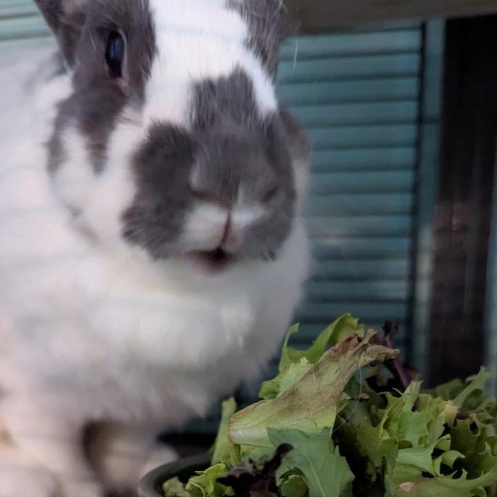 Enlarge Ridori, a Adoptable English Spot in Pittsburgh, PA image 5/6