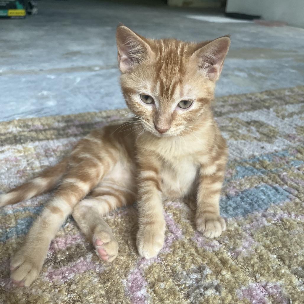 Enlarge Valencia, a Adoptable Domestic Short Hair in Hammond, IN image 1/5