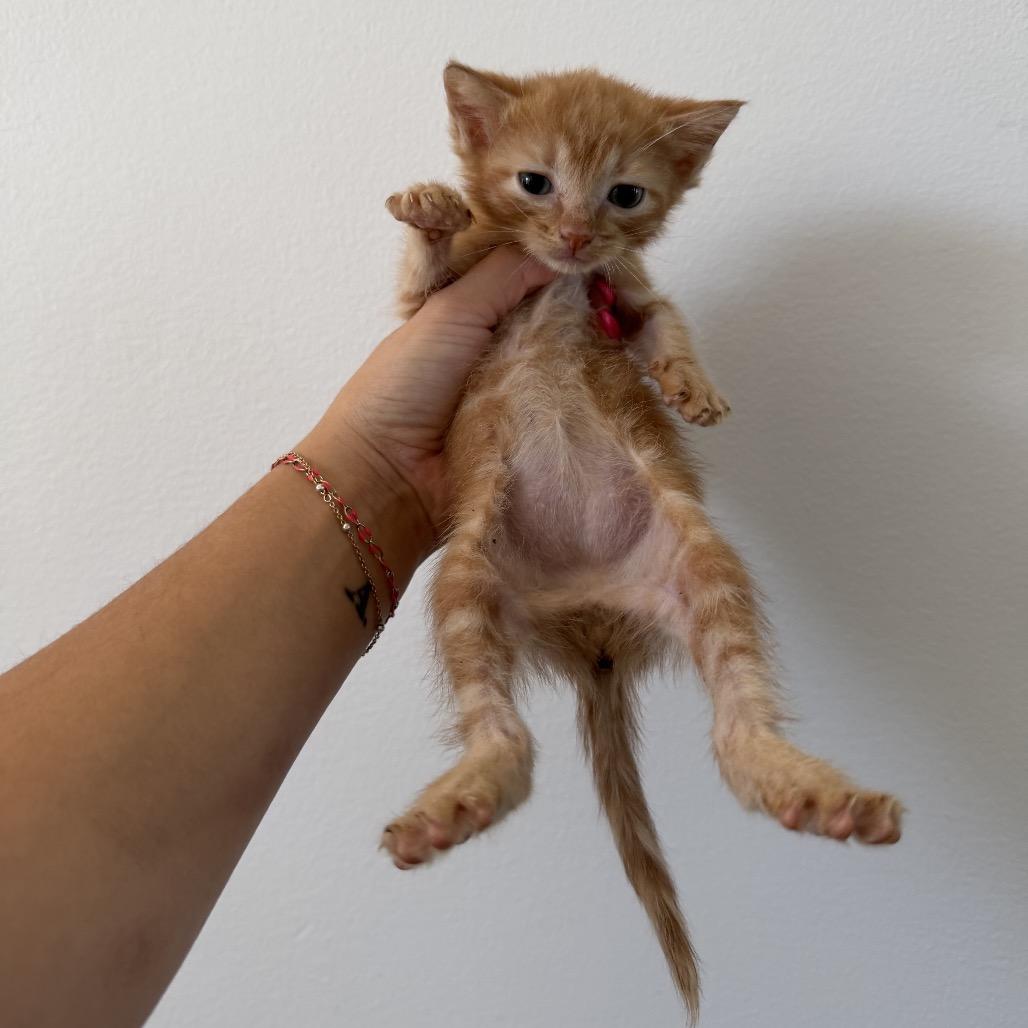 Enlarge Valencia, a Adoptable Domestic Short Hair in Hammond, IN image 2/5