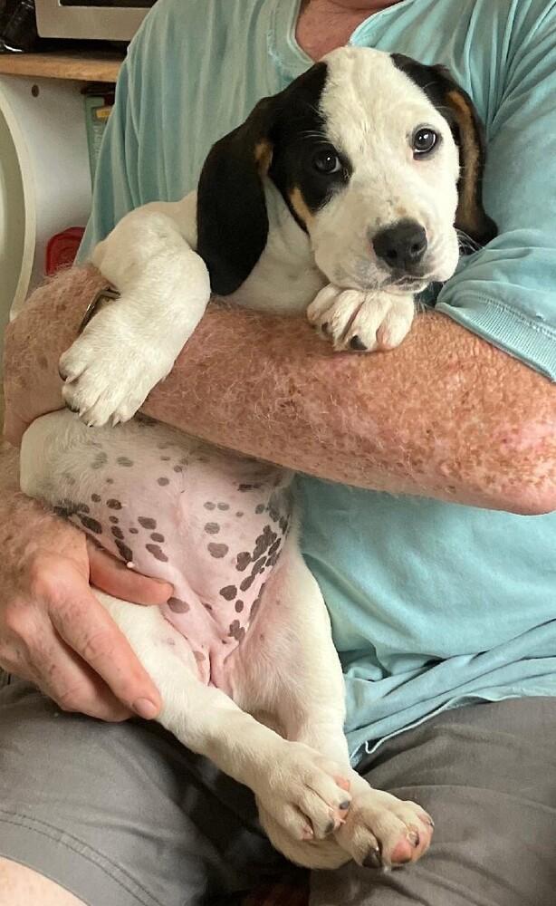 Sassy - Fostered in Kansas City, Adoptable, Puppy Female Basset Hound & Labrador Retriever.