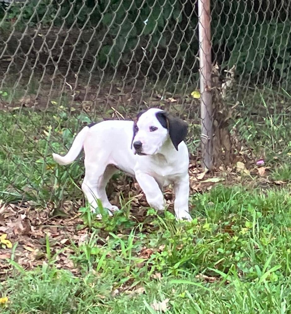 Enlarge Sassy - Fostered in Kansas City, a Adoptable mixed breed in Shawnee Mission, KS image 2/4