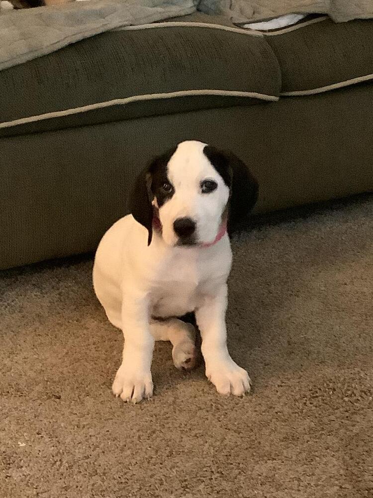 Enlarge Sassy - Fostered in Kansas City, a Adoptable mixed breed in Shawnee Mission, KS image 3/4
