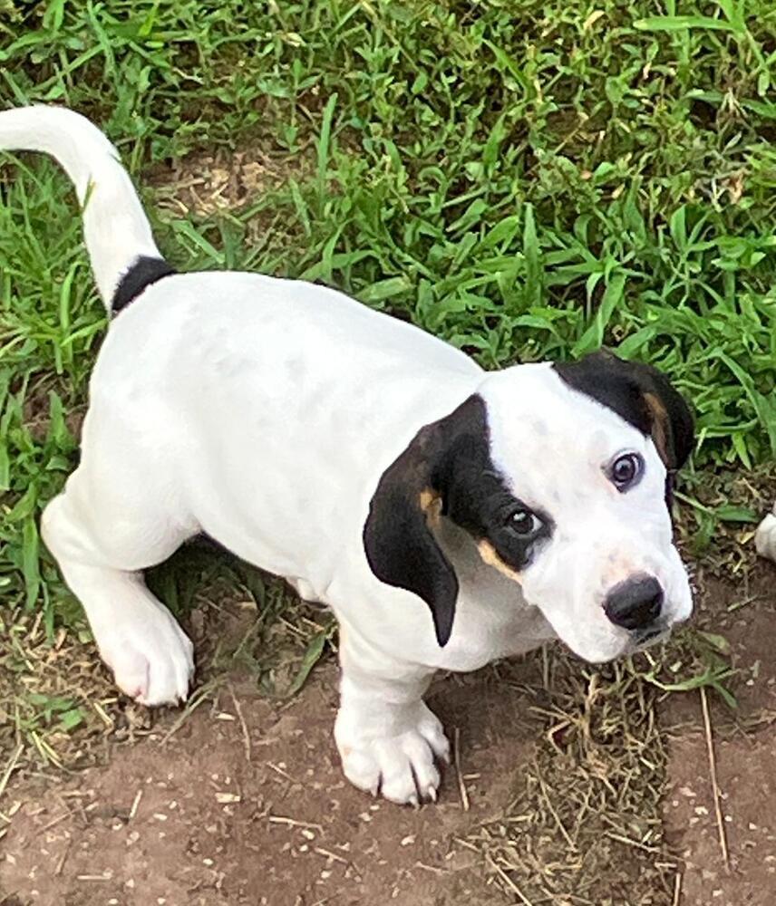 Enlarge Sassy - Fostered in Kansas City, a Adoptable mixed breed in Shawnee Mission, KS image 4/4