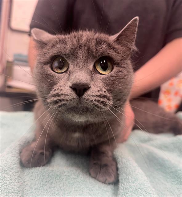 Enlarge LANDSCAPE, a Adoptable Domestic Short Hair in Peoria, IL image 1/1