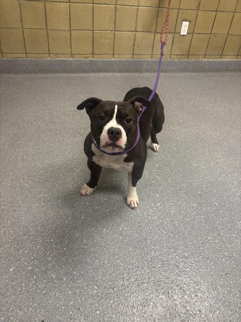 Rosie, Adoptable, Adult Female Pit Bull Terrier.