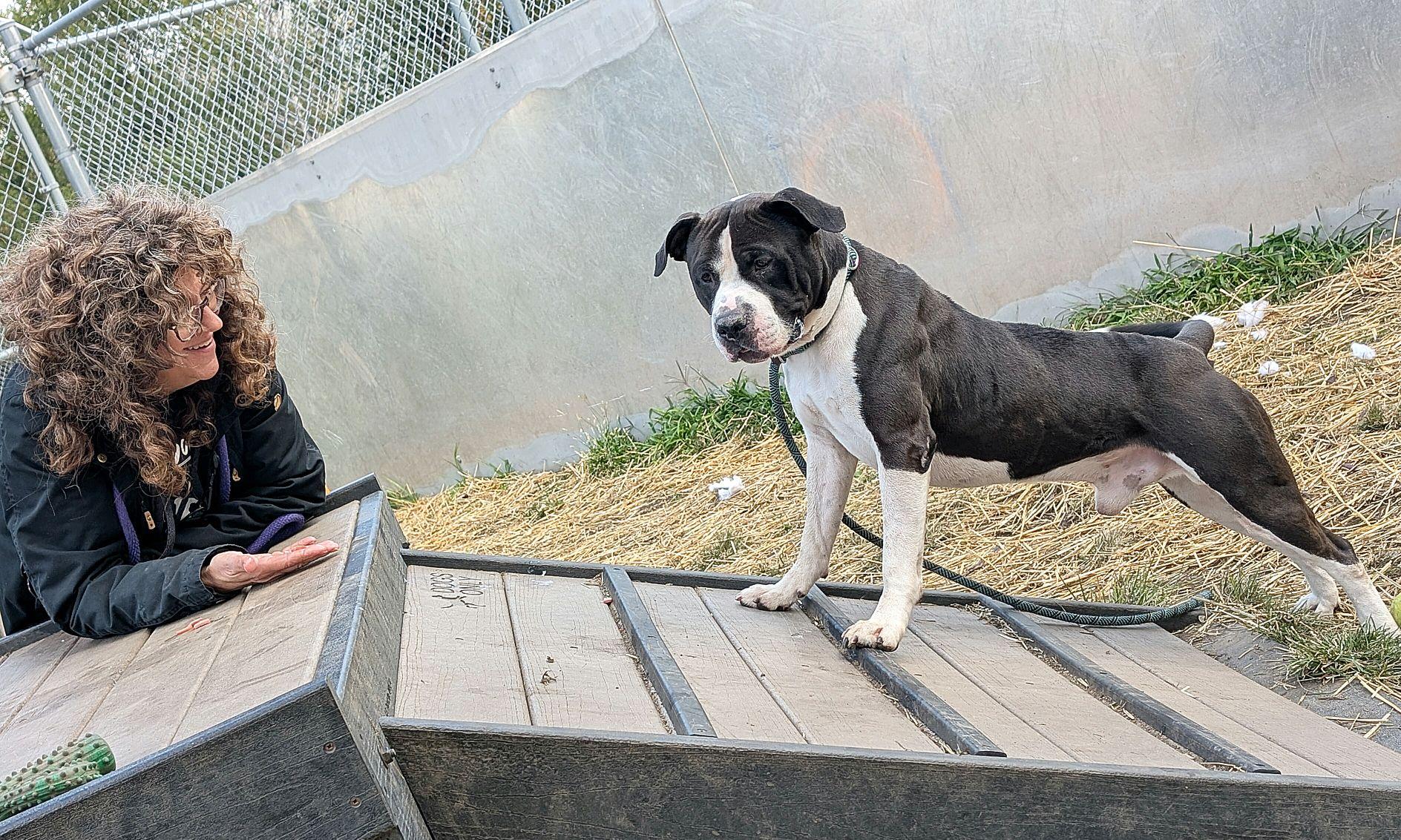Vincenzo, Adopted, Adult Male American Staffordshire Terrier.