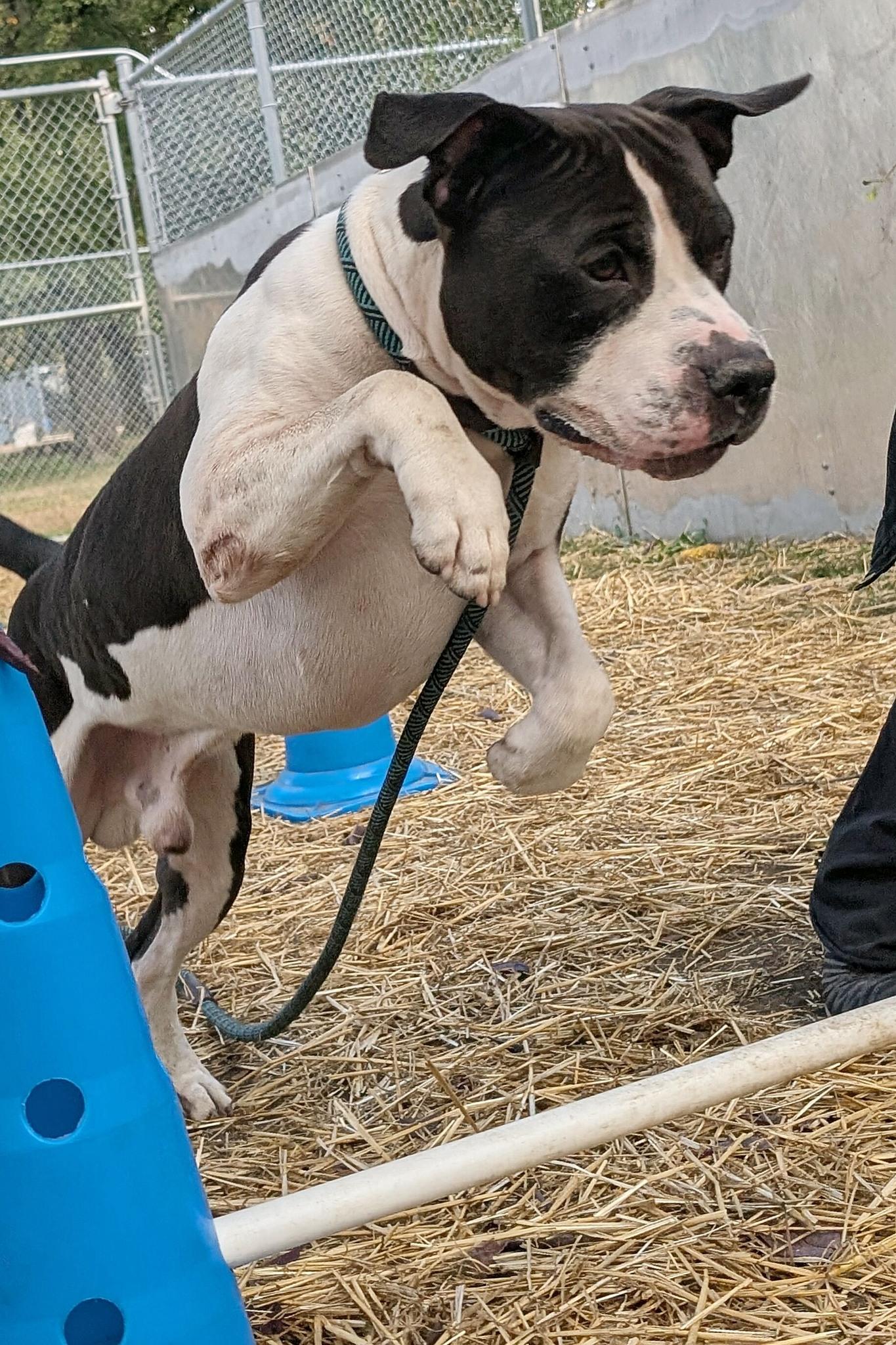 Enlarge Vincenzo, a Adopted American Staffordshire Terrier in Wheaton, IL image 2/6