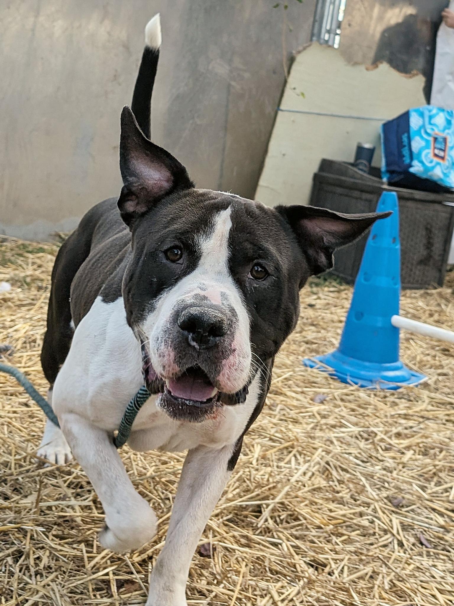 Enlarge Vincenzo, a Adopted American Staffordshire Terrier in Wheaton, IL image 4/6