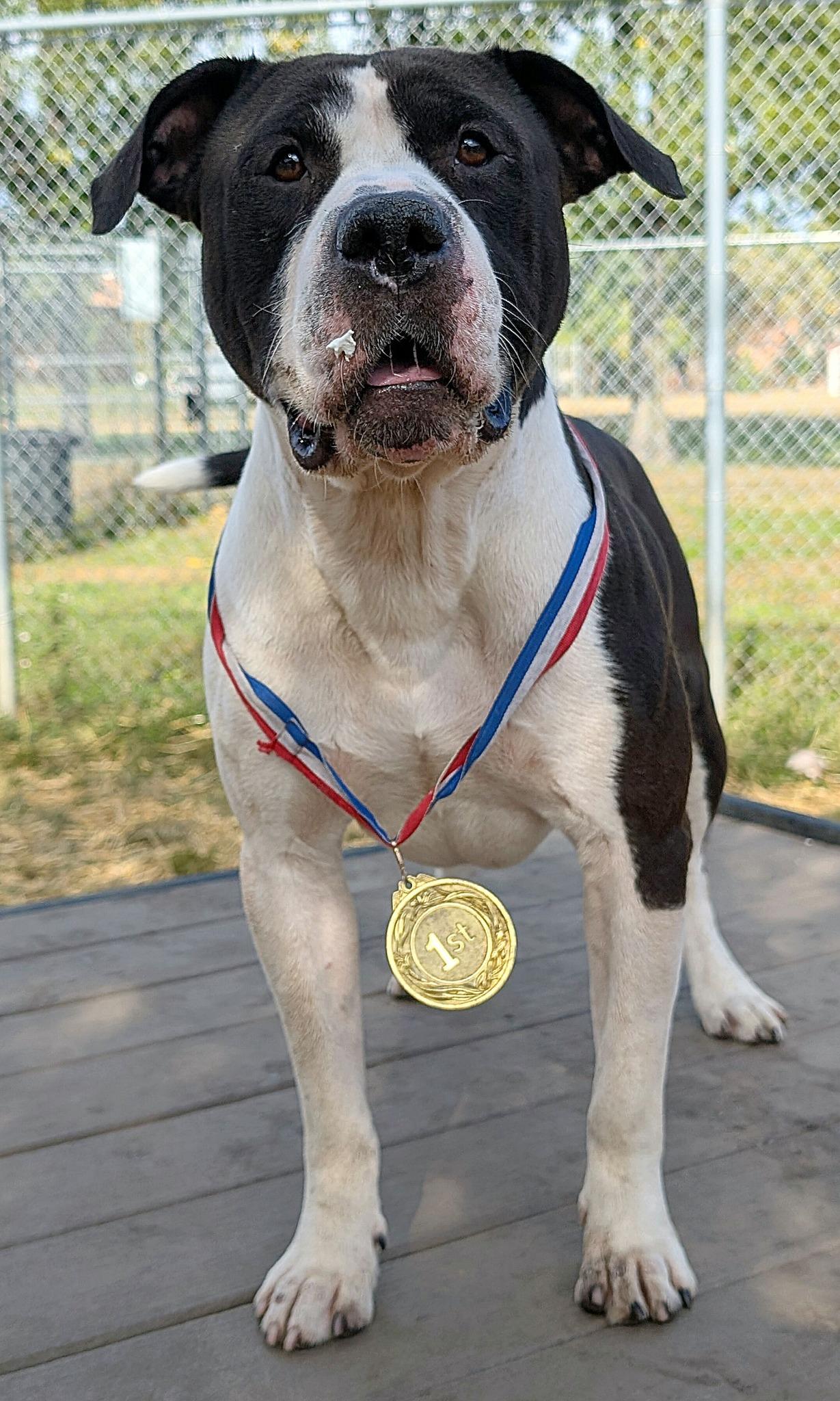 Enlarge Vincenzo, a Adopted American Staffordshire Terrier in Wheaton, IL image 6/6