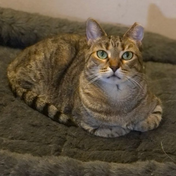 Enlarge Bea Arthur, a Adoptable Domestic Short Hair in New York, NY image 1/1